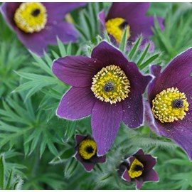 6 x anémone pulsatile - pulsatilla vulgaris  - godet 9x9 cm