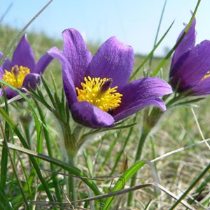 6 x anémone pulsatile - pulsatilla vulgaris  - godet 9x9 cm