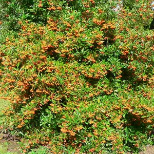2 x buisson ardent  - pyracantha 'golden charmer'  - 60-80 cm pot