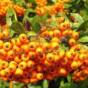 2 x buisson ardent  - pyracantha 'golden charmer'  - 60-80 cm pot
