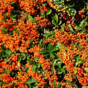 2 x buisson ardent  - pyracantha 'orange glow'  - 60-80 cm pot