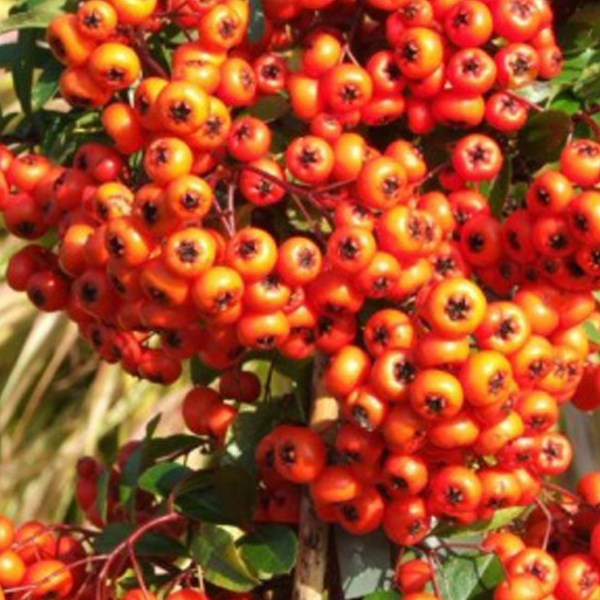 Arborix - 2 x buisson ardent  - pyracantha 'orange glow'  - 60-80 cm pot