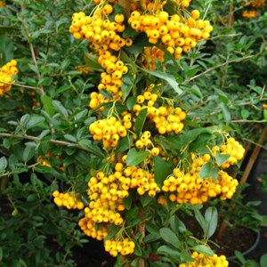 2 x buisson ardent  - pyracantha 'soleil d'or'  - 60-80 cm pot