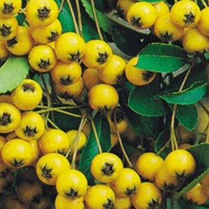 2 x buisson ardent  - pyracantha 'soleil d'or'  - 60-80 cm pot