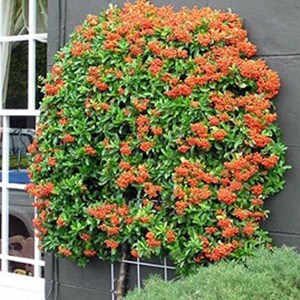 2 x buisson ardent  - pyracantha 'teton'  - 30-40 cm pot