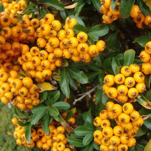 2 x buisson ardent  - pyracantha 'teton'  - 30-40 cm pot