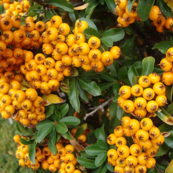 Arborix - 2 x buisson ardent  - pyracantha 'teton'  - 30-40 cm pot