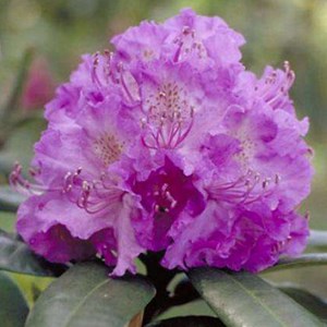 Rhododendron 'alfred' - 40-50 cm pot