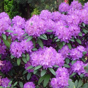 Rhododendron 'alfred' - 40-50 cm pot