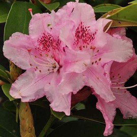 Rhododendron 'albert schweitzer' - 40-50 cm pot