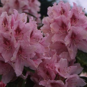 Rhododendron 'albert schweitzer' - 40-50 cm pot