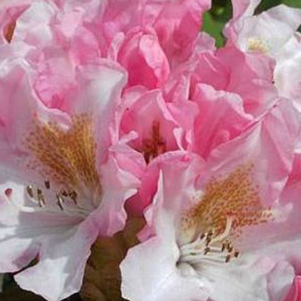 Arborix - Rhododendron 'bashful' - 60-80 cm pot