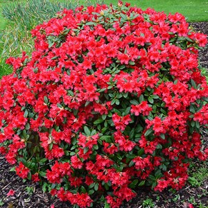 2 x rhododendron 'baden-baden' - 20-30 cm pot