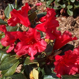 2 x rhododendron 'baden-baden' - 20-30 cm pot