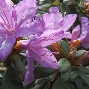 2 x rhododendron 'blue tit' - 20-30 cm pot