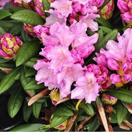 Rhododendron 'caroline allbrook' - 25-30 cm pot