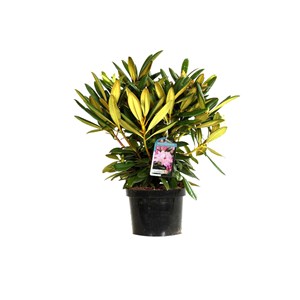 Rhododendron 'caroline allbrook' - 25-30 cm pot