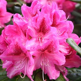 Rhododendron 'cosmopolitan' - 60-80 cm pot