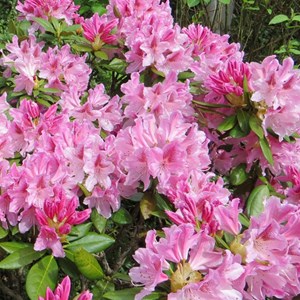 Rhododendron 'cosmopolitan' - 40-50 cm pot