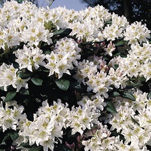Rhododendron 'cunningham blanc' - rhododendron 'cunningham white' - 60-80 cm