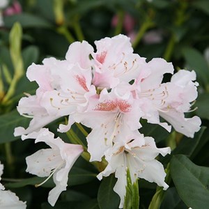 Rhododendron 'cunningham blanc' - rhododendron 'cunningham white' - 40-50 cm