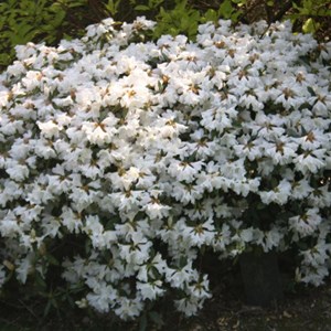 2 x rhododendron 'dora amateis' - 20-30 cm pot