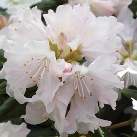 2 x rhododendron 'dora amateis' - 20-30 cm pot