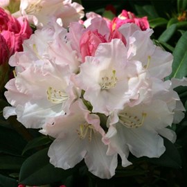 Rhododendron 'dreamland' - 30-40 cm pot