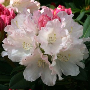 Rhododendron 'dreamland' - 30-40 cm pot