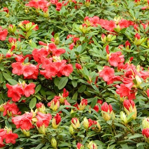 2 x rhododendron 'elizabeth' - 20-30 cm pot