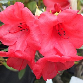 2 x rhododendron 'elizabeth' - 20-30 cm pot