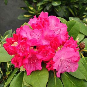 Rhododendron 'germania' - 40-50 cm pot