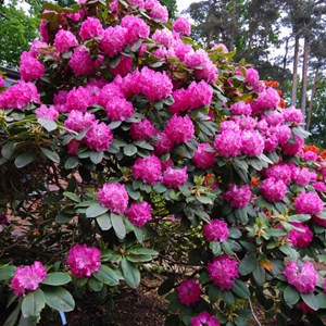 Rhododendron 'germania' - 40-50 cm pot