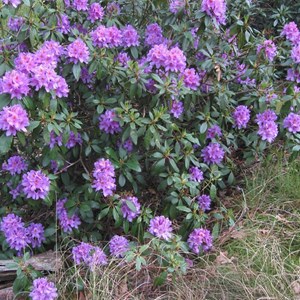2 x rhododendron 'gristede' - 20-30 cm pot