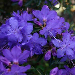 2 x rhododendron 'gristede' - 20-30 cm pot