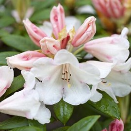 Rhododendron 'grumpy' - 30-40 cm pot