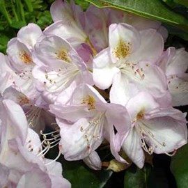 Rhododendron 'gomer waterer' - 60-80 cm pot