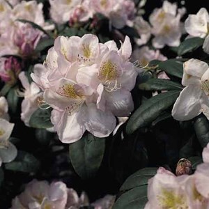 Rhododendron 'gomer waterer' - 60-80 cm pot