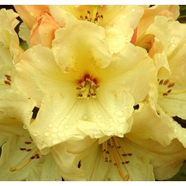 Rhododendron 'horizon monarch' - 40-50 cm pot