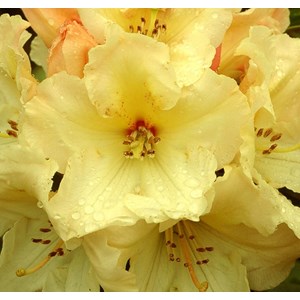 Rhododendron 'horizon monarch' - 40-50 cm pot