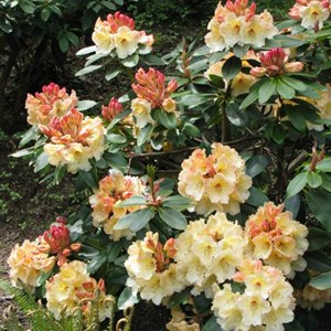 Rhododendron 'horizon monarch' - 40-50 cm pot