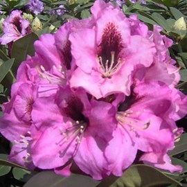 Rhododendron 'kokardia' - 40-50 cm pot