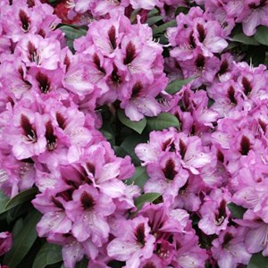 Rhododendron 'kokardia' - 40-50 cm pot
