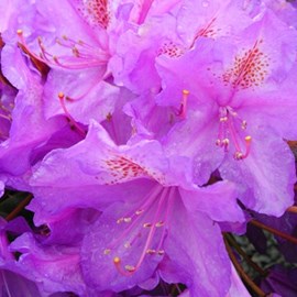 Rhododendron 'lee's dark purple' - 40-50 cm pot