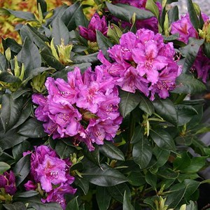 Rhododendron 'lee's dark purple' - 40-50 cm pot
