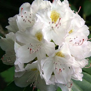 Rhododendron 'madame masson' - 40-50 cm pot