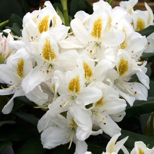 Rhododendron 'madame masson' - 40-50 cm pot