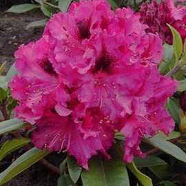 Rhododendron 'marie forte' - 40-50 cm pot