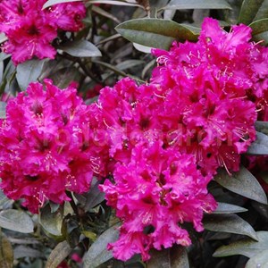 Rhododendron 'marie forte' - 40-50 cm pot