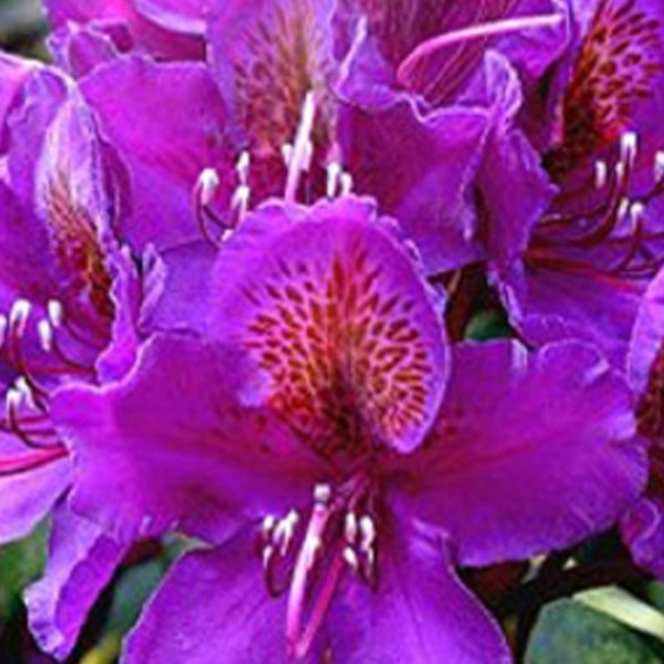 Arborix - Rhododendron 'marcel menard' - 40-50 cm pot